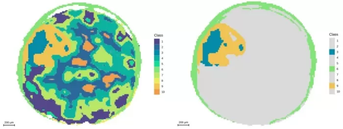  Segmentation analysis at 20μm resolution and demonstration of embryonic axis regions
